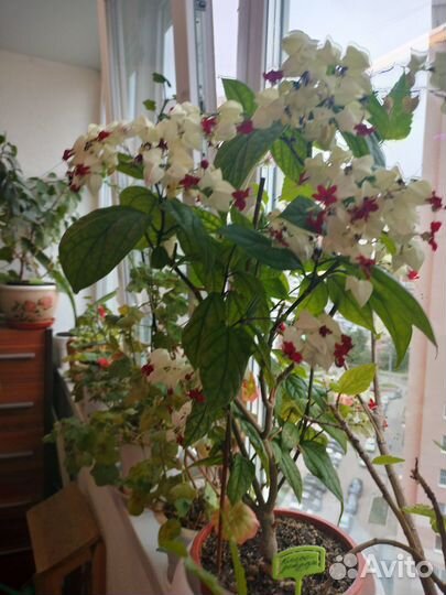 Продам укорененные черенки комнатного растения