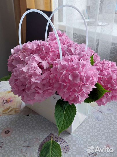 Гортензия саженцы