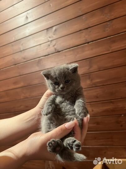 Шотландская вислоухая