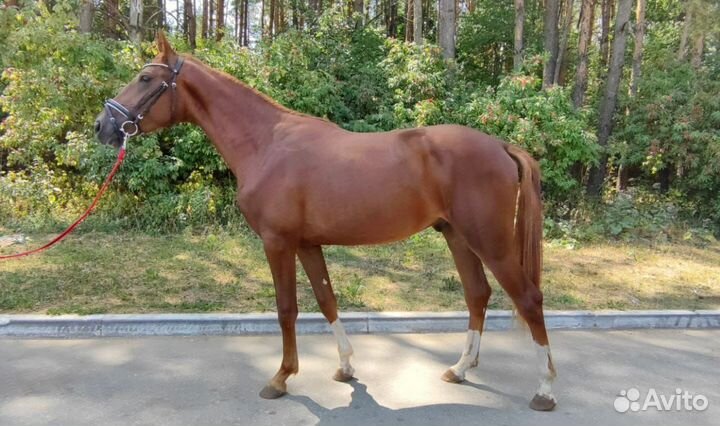 Жеребец импорт