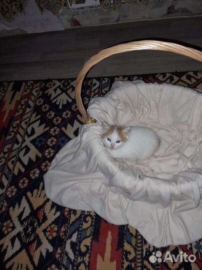 Кошки в добрые руки бесплатно