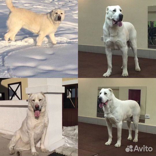 Вязка Алабай