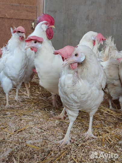 Куры несушки Беларус 9