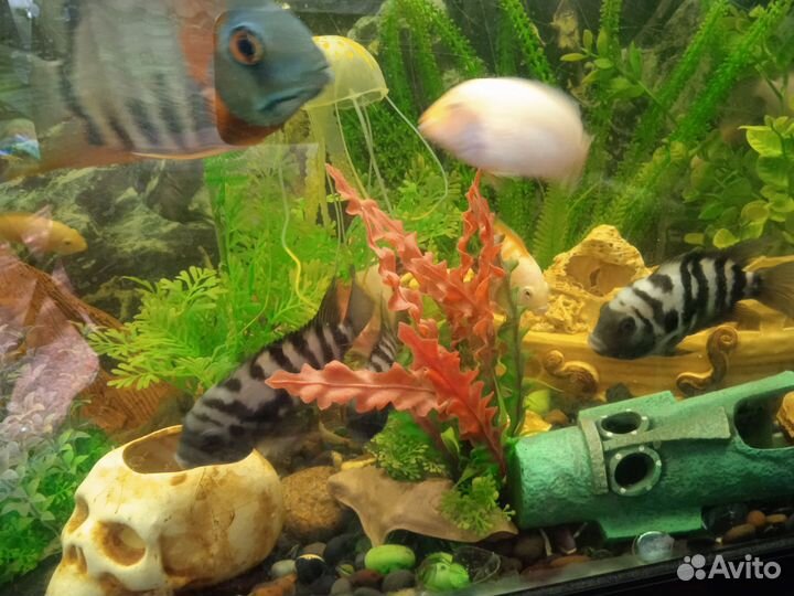 Аквариумные рыбки