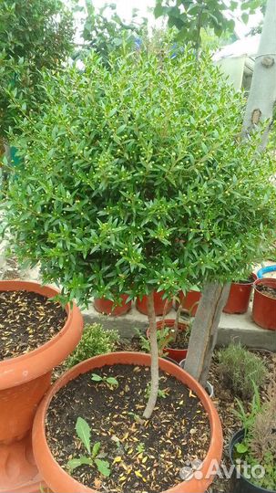 Миртовое дерево