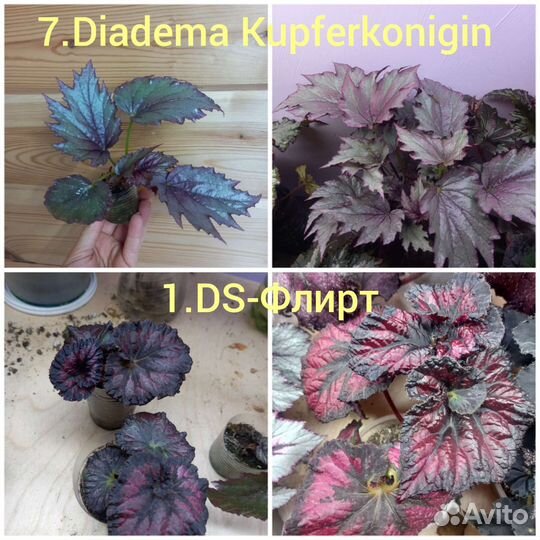 Бегония декоративнолиственная сортовая