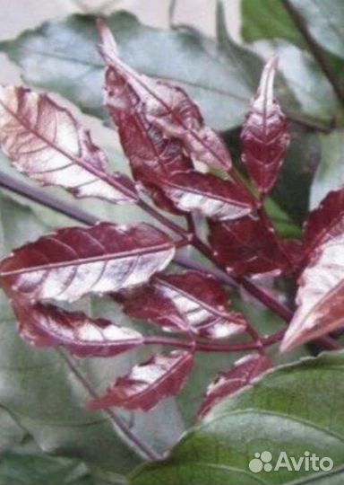 Леея гвинейская Бургунди