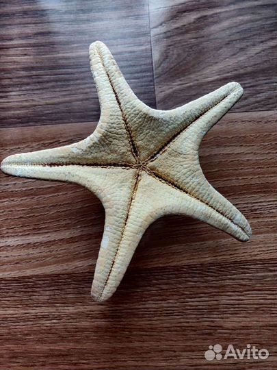 Морская звезда (сувенир)