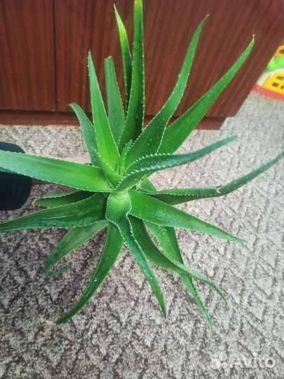 Алое и толстянка