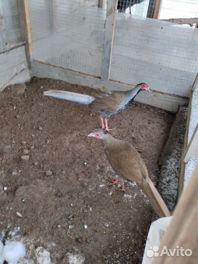 Фазаны: серебряный (пара), золотой (самцы)