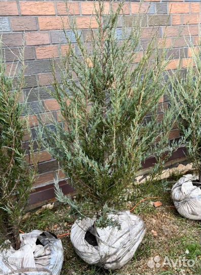 Можжевельник Блю Эрроу для живой изгороди