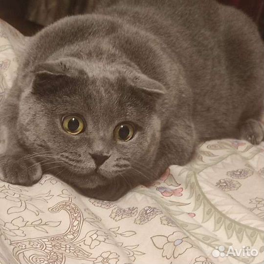 Передержка кошек