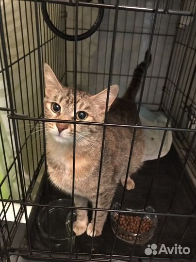 Кошка в дар бесплатно серая