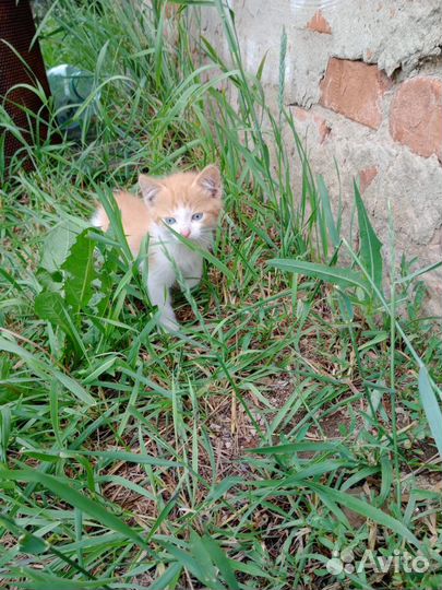 Котята отдам