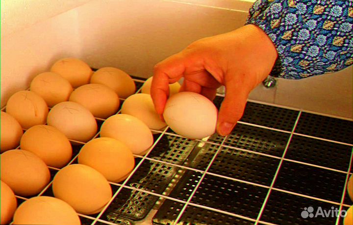 Инкубатор для яиц автоматический