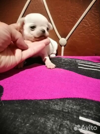 Чихуахуа девочка