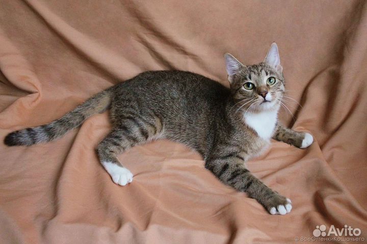 Полосатая кошка Тома в добрые руки