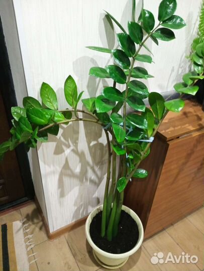 Замиокулькас