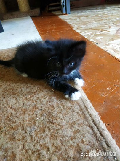 Котята в добрые руки 2,5 месяца