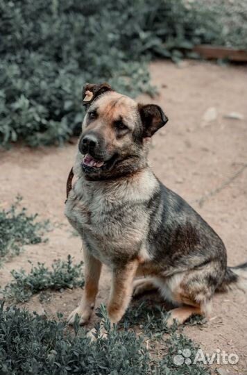 Собака из приюта