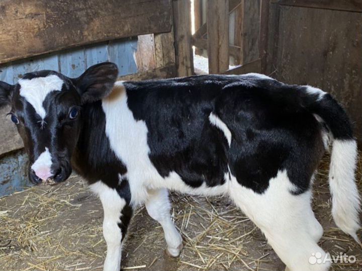 Бычки телята