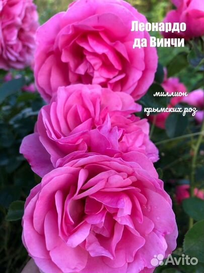 Саженцы роз и плодовых деревьев оптом