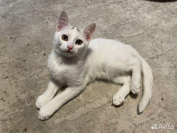 Вислоухий кот и кошечка