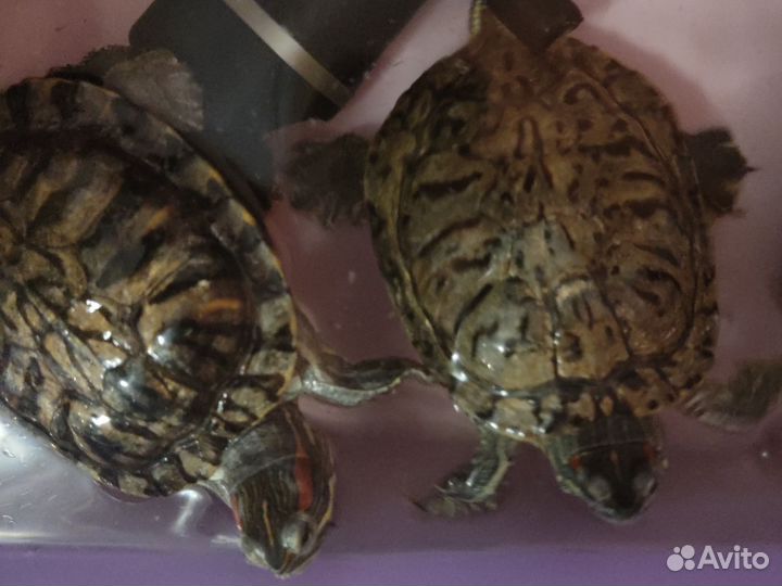 Красноухая черепаха