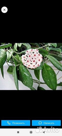 Хойя, кротоны