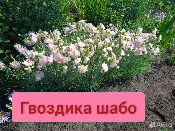 Гвоздика шабо