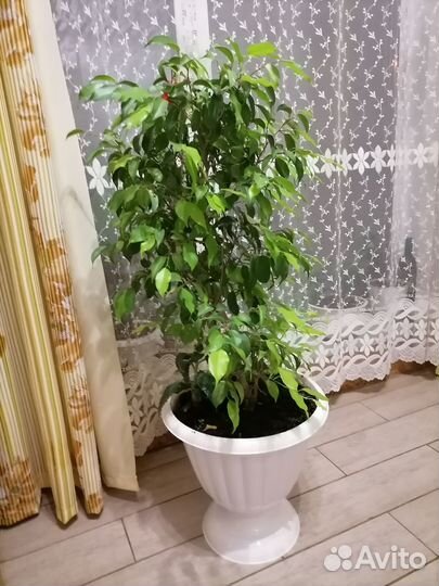 Фикус бенджамина Наташа