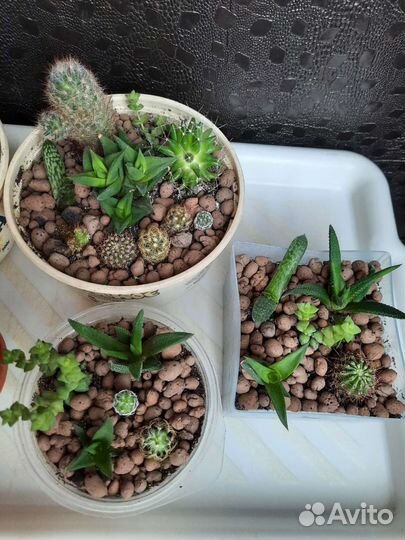 Кактусы, суккуленты