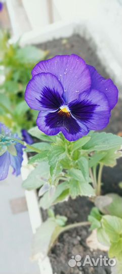 Продам цветы комнатные