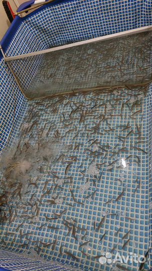 Живец карась,плотва