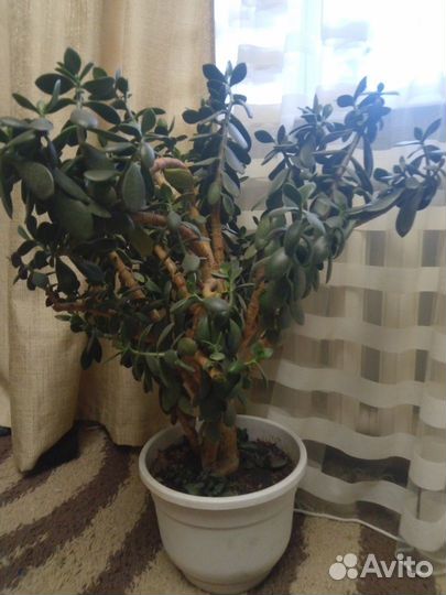 Крассула (денежное дерево),толстянка