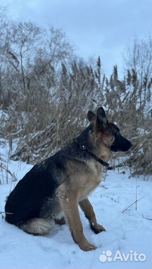 Немецкая овчарка