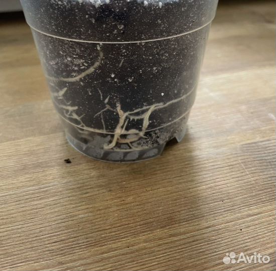 Фикус эластика Тинеке