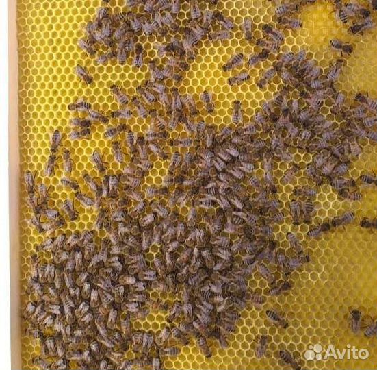 Вощина натуральная