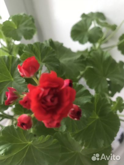 Герань (пеларгония)