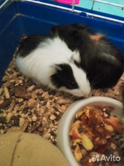 Морская свинка