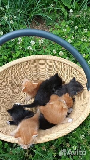 Котята в добрые руки бесплатно