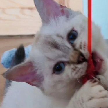 Ламбкин котёнок