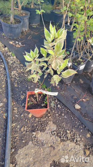 Дерен пестролистный