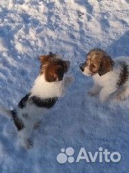 Итальянского происхождения Джек Рассел щенки