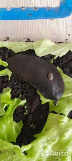 Мадагаскарские слизни