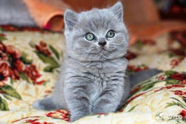 Шотландские классные котята