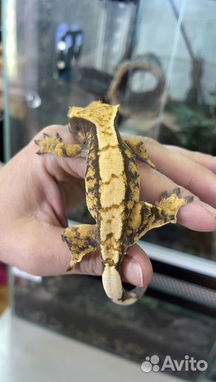 Бананоед самка