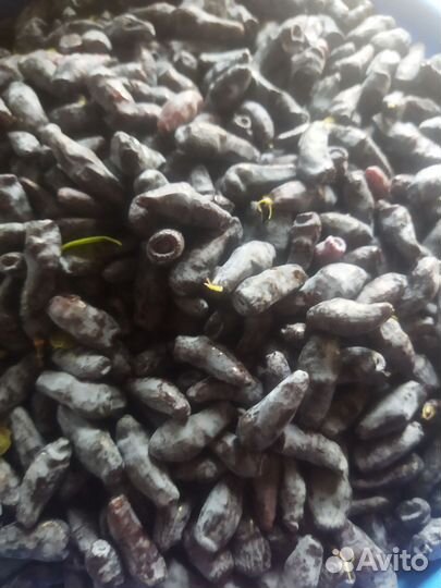 Жимолость сладкая ягоды