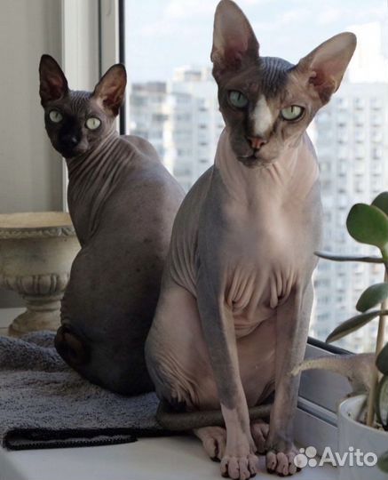 Передержка кошек и маленьких собак