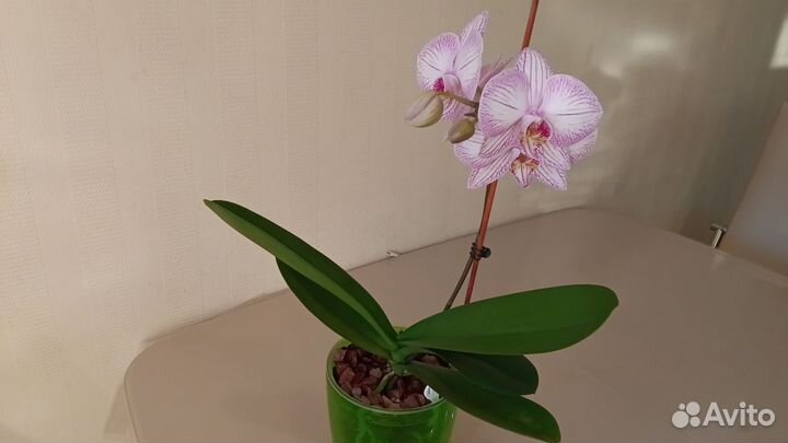 Орхидея фаленопсис